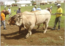 Les boeufs de la Guadeloupe